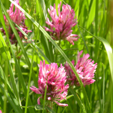 Wildflower Red Clover